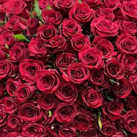 red rose (151 pcs.), oasis, packaging, ribbon