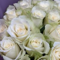 white rose (25 pcs.), packaging, ribbon