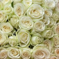 white rose (51 pcs.), packaging, ribbon