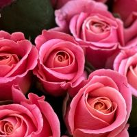 coral rose (101 pcs.), packaging, ribbon