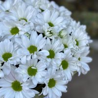 Bouquet Tenderness 