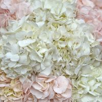 Bouquet Tender cloud of hydrangeas 15 pcs