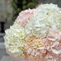 Bouquet Tender cloud of hydrangeas 15 pcs