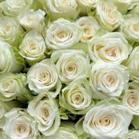 Bouquet 51 white roses Kenia