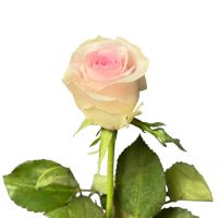 Bouquet Pink rose Kenia by piece