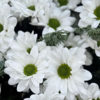 Bouquet Winter breath