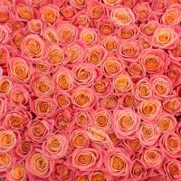 Bouquet 101 coral roses in a box