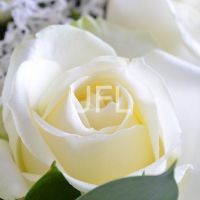 white rose (15 pcs.), packaging, ribbon