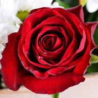 white spray chrysanthemum, red rose (7 pcs.), packaging, ribbon