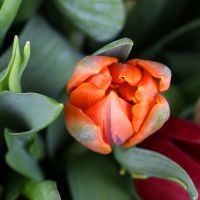 Bouquet Tulips 45