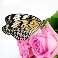 Product Butterfly Idea leuconoe
