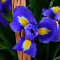 Bouquet 101 blue iris