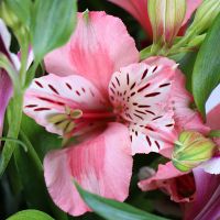 Bouquet You one in a million