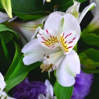 Bouquet Constellation