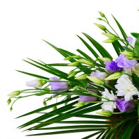 Bouquet Constellation