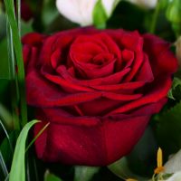 Red roses bouquet