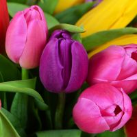 Buy 51 colorful tulip  with delivery