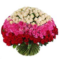 cream rose (101 pcs.), packaging, ribbon