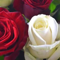 Bouquet White and red roses