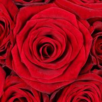 rose (31 pcs.), oasis, box, packaging, ribbon