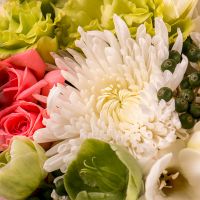 freesia, spray roses, heleborus, light green eustoma, chrysanthemum (3 pcs.), oasis, astilbe, packaging, ribbon