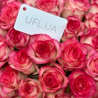 jumilia rose (51 pcs.), packaging, ribbon