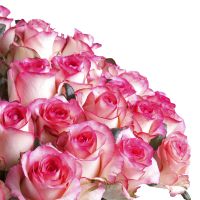 Order beautiful bouquet of 51 white and pink rose with delivery to any city