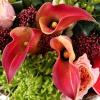 anthurium, calla lily, vuvuzela rose (7 pcs.), ornithogalum, lily, carnation, skimmia, packaging, ribbon