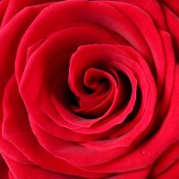rose (50 pcs., packaging, ribbon)