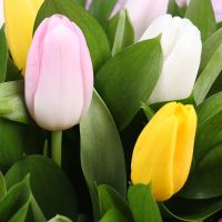 Bouquet 15 multi-colored tulips