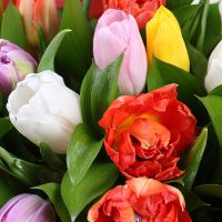 Bouquet 19 multi-colored tulips