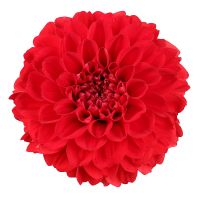 Bouquet Red dahlia by piece