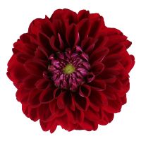 Bouquet Burgundy dahlia by piece