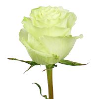 Bouquet Rose Lemonade by piece