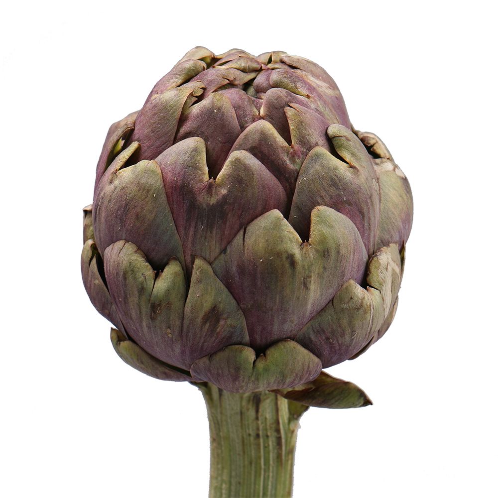 Bouquet Artichoke by the piece