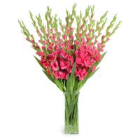 gladiolus, packaging, ribbon