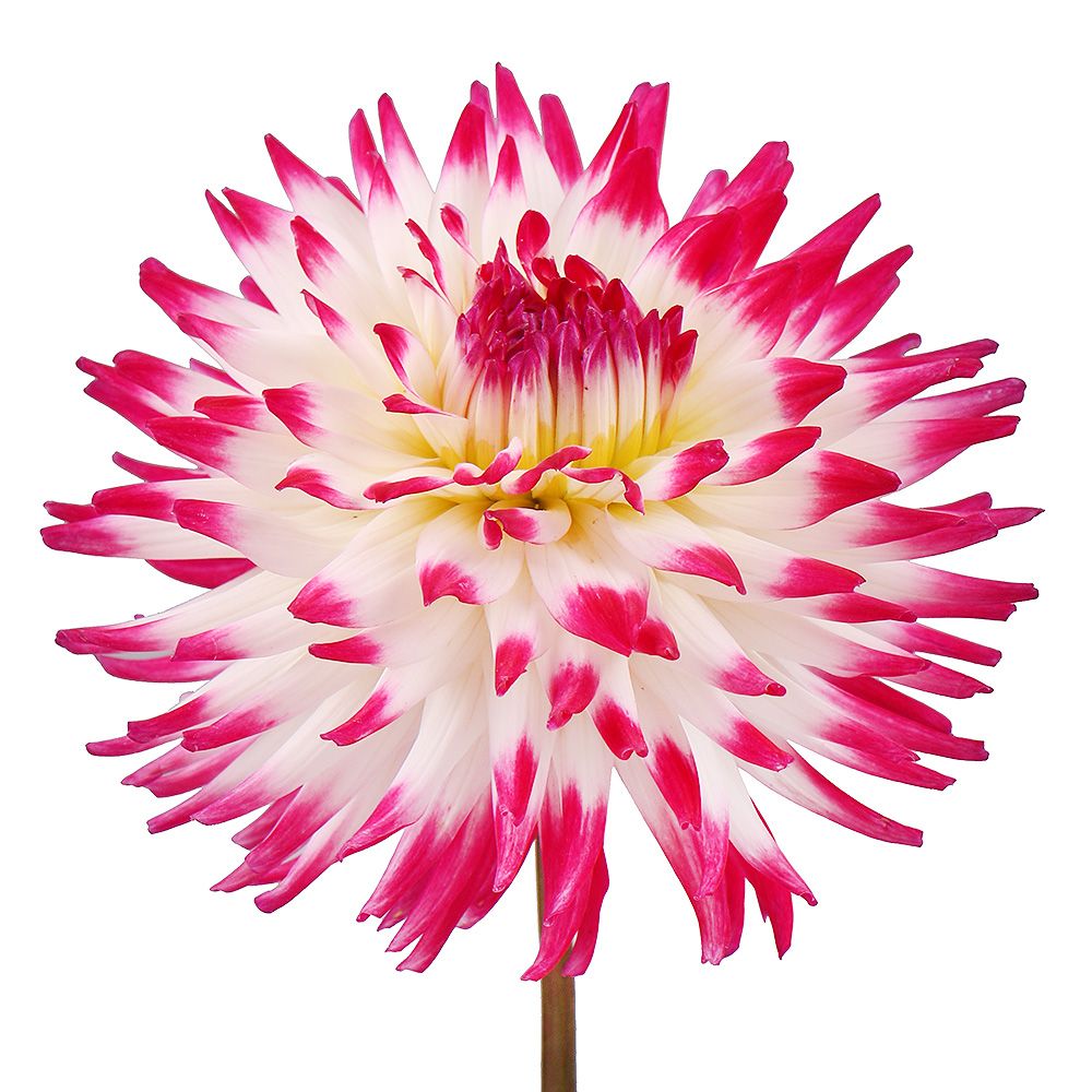 Product White-and-pink dahlia by piece