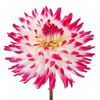 Product White-and-pink dahlia by piece