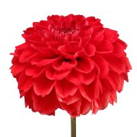 Bouquet Red dahlia by piece