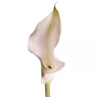 Bouquet Calla white piece