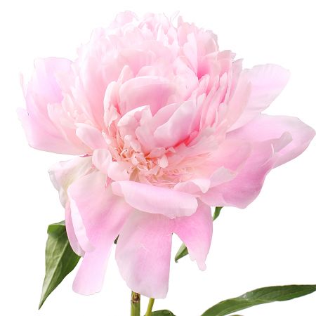 Bouquet Peony is light pink by the piece