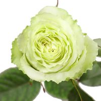 Bouquet Rose Lemonade by piece