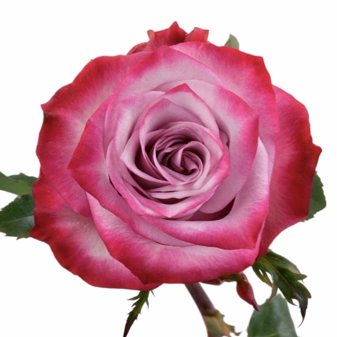Bouquet Rose Deep Purple ïîøòó÷íî