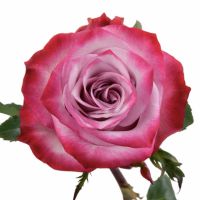 Bouquet Rose Deep Purple ��������