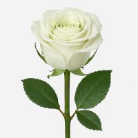 Bouquet Rose Mondial by piece 90 cm