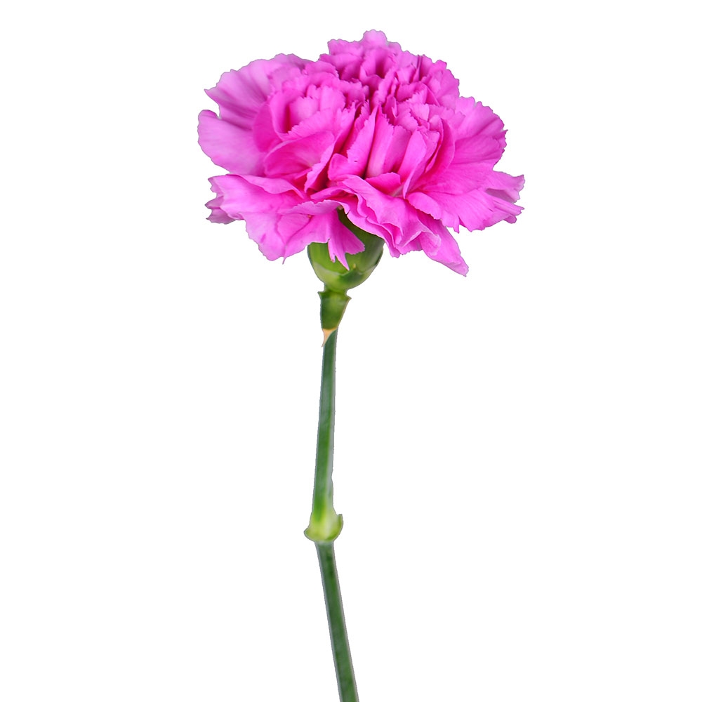 Order pink carnations by the piece at on-line flower shop