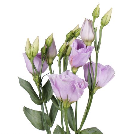 Order bouquet purple eusomas by the piece at on-line flower shop